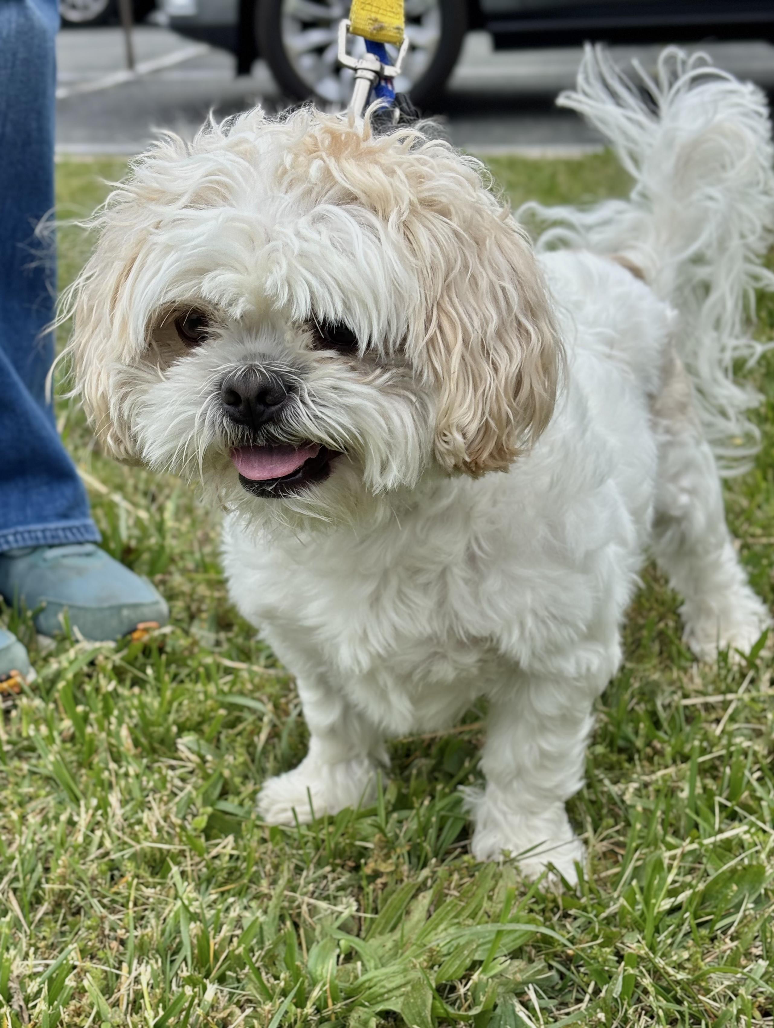 Leo Adoption pending. Wish me luck., an adopted Shih Tzu in Edgewood, MD image 2/6