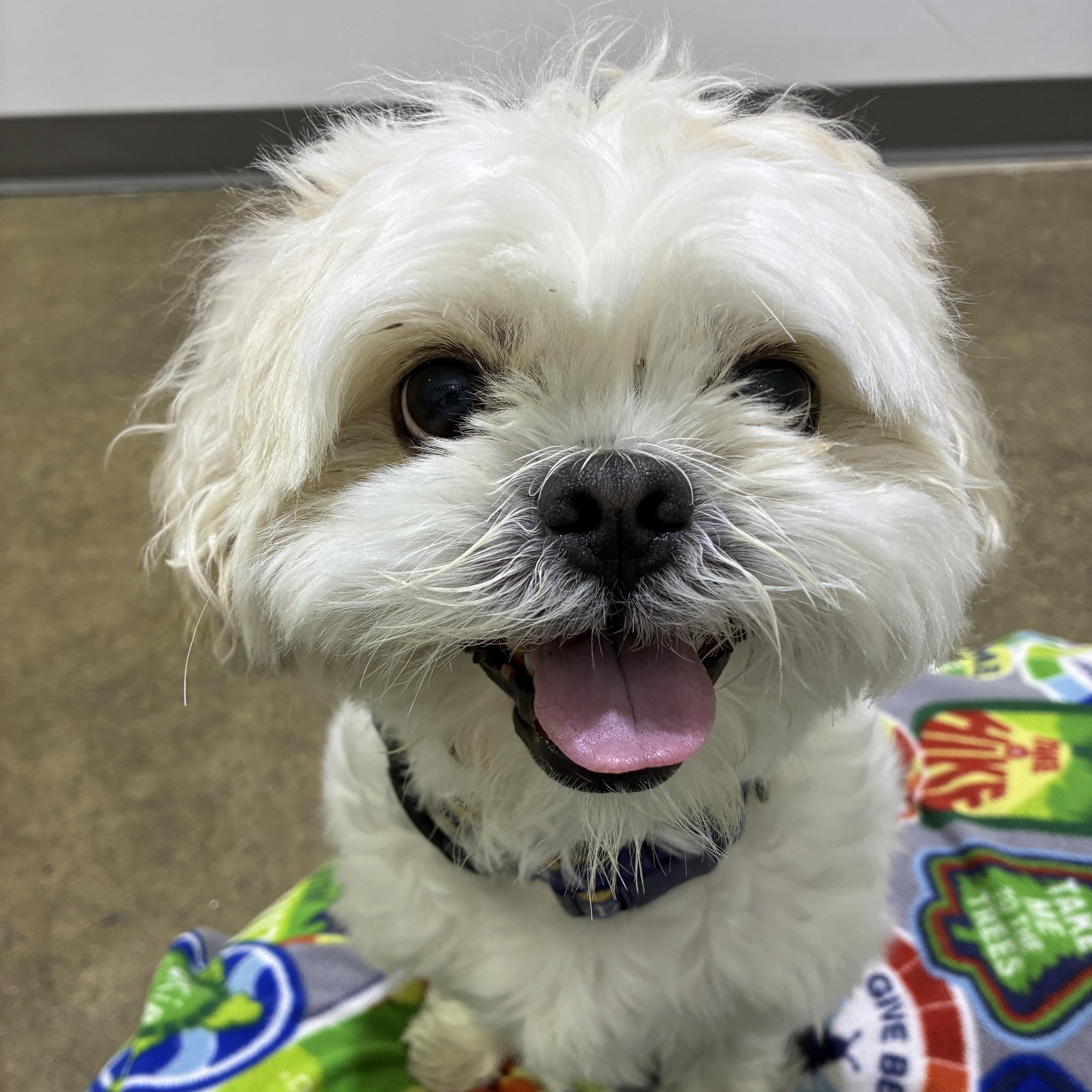 Leo Adoption pending. Wish me luck., an adopted Shih Tzu in Edgewood, MD image 5/6