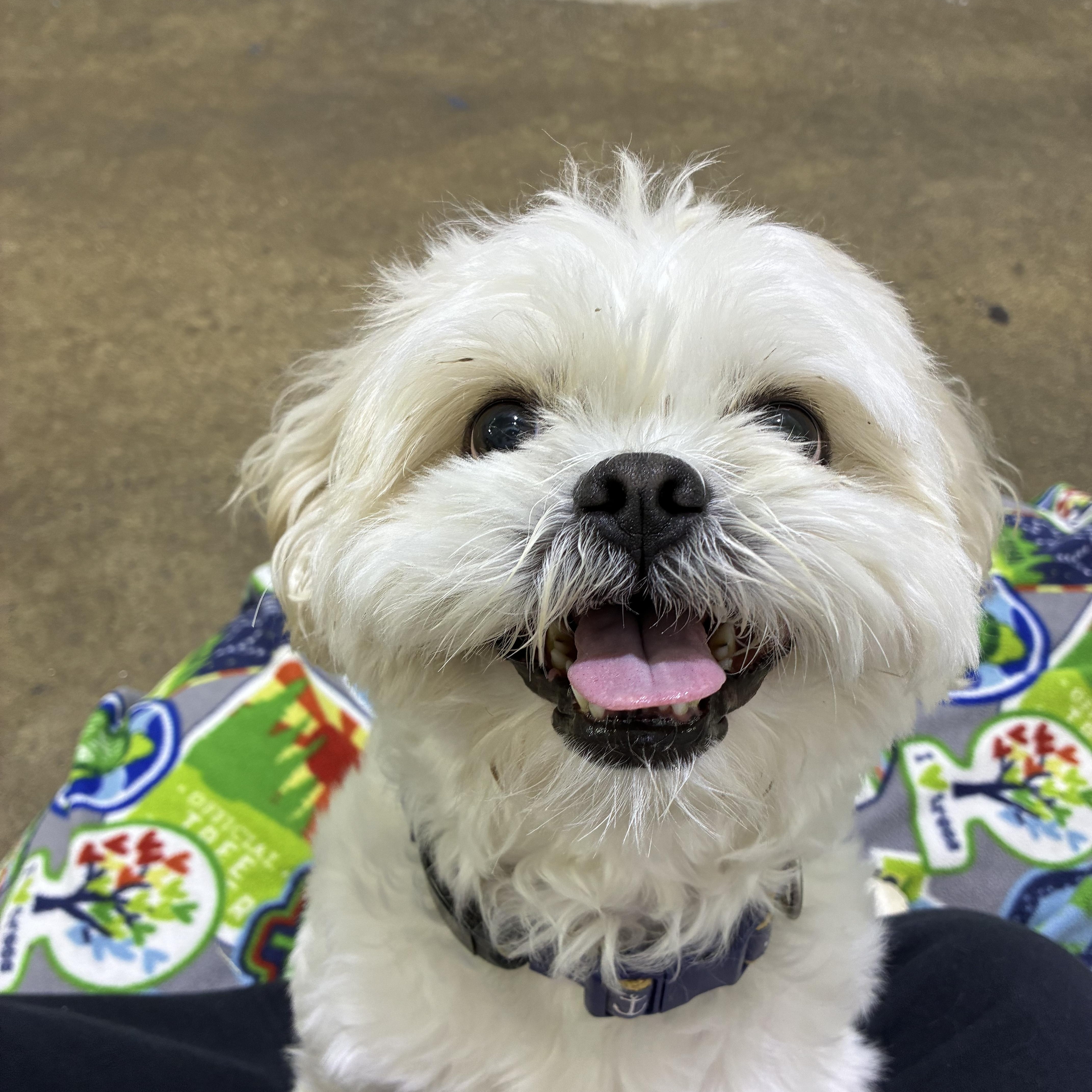 Leo Adoption pending. Wish me luck., an adopted Shih Tzu in Edgewood, MD image 4/6