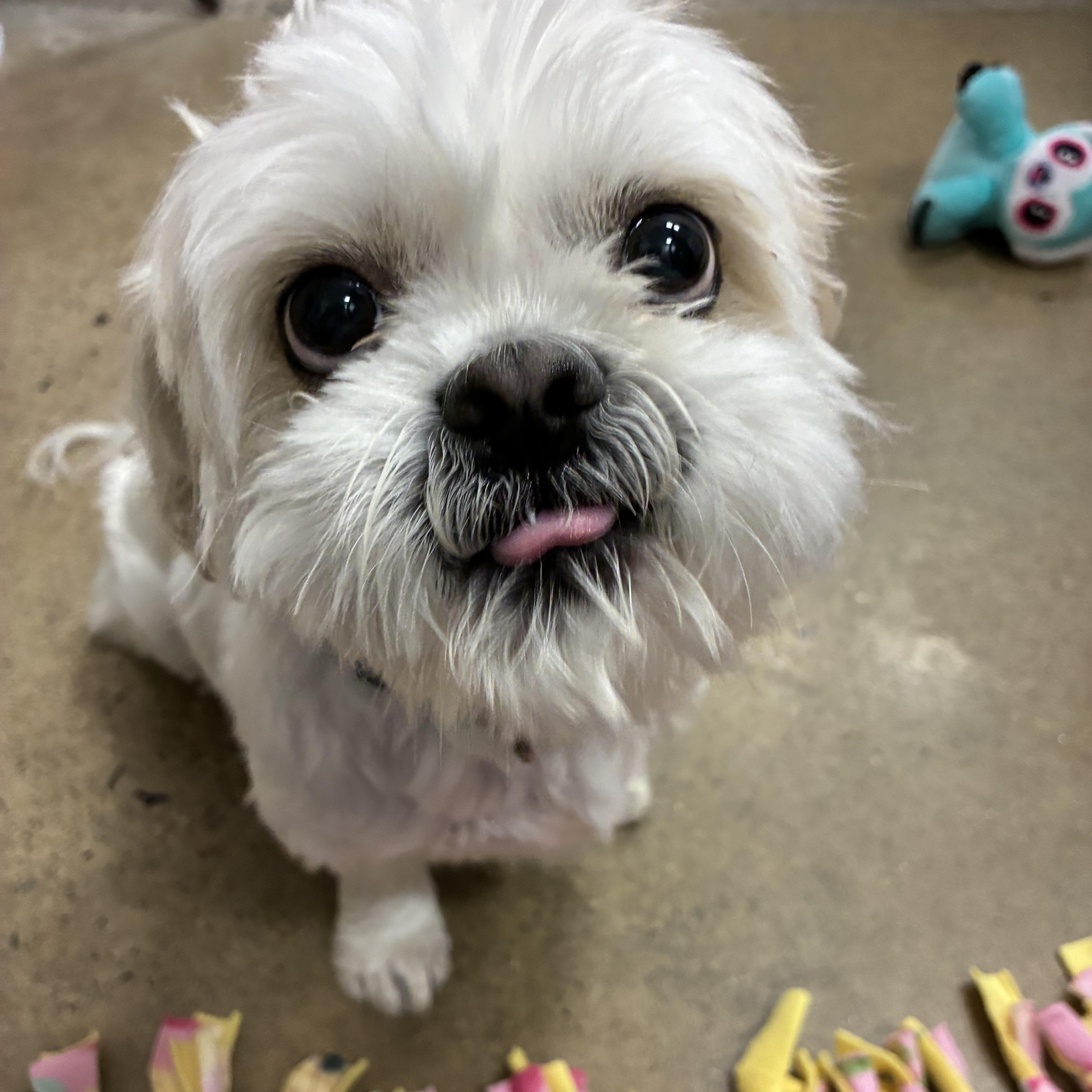 Leo Adoption pending. Wish me luck., an adopted Shih Tzu in Edgewood, MD image 3/6