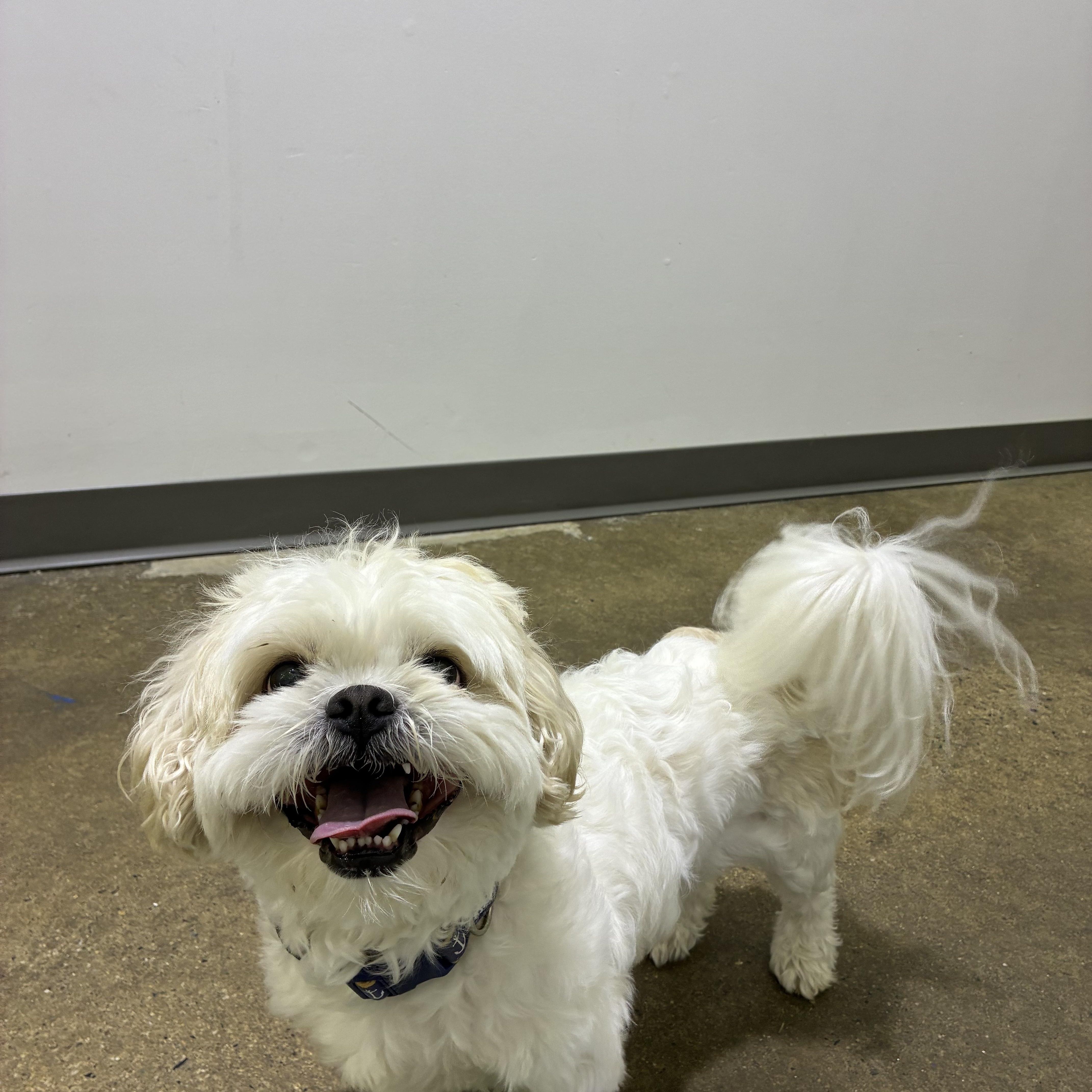 Leo Adoption pending. Wish me luck., an adopted Shih Tzu in Edgewood, MD image 6/6