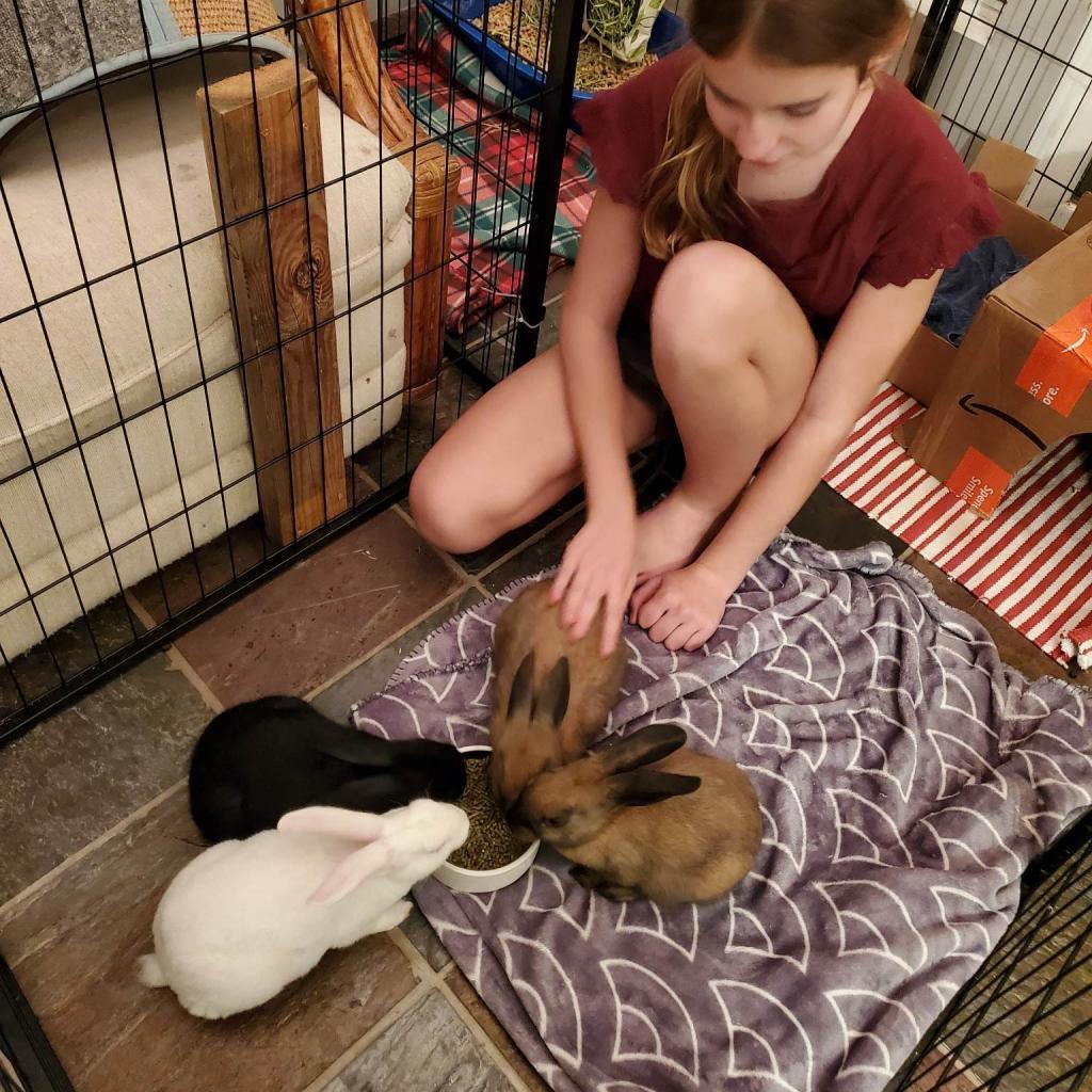 Sugar, Adoptable, Adult Female Rex.