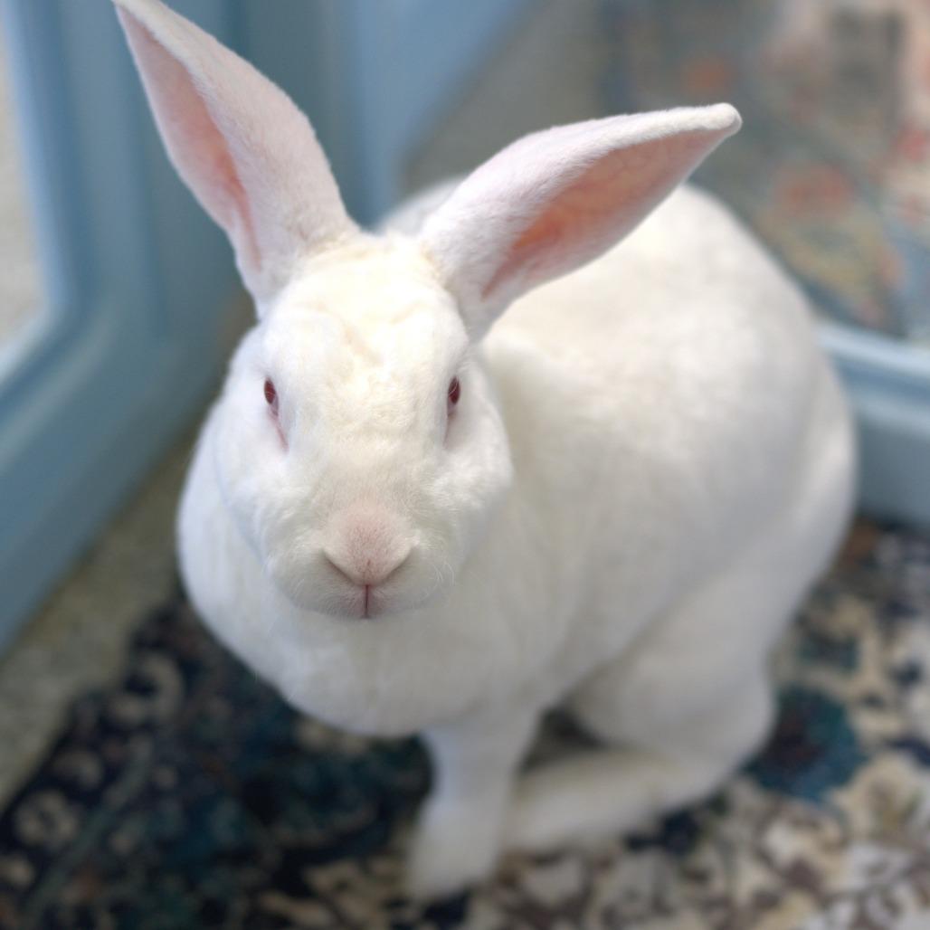Enlarge Sugar (bonded to Cinnamon Spice), a Adoptable Rex in Hilliard , FL image 2/6