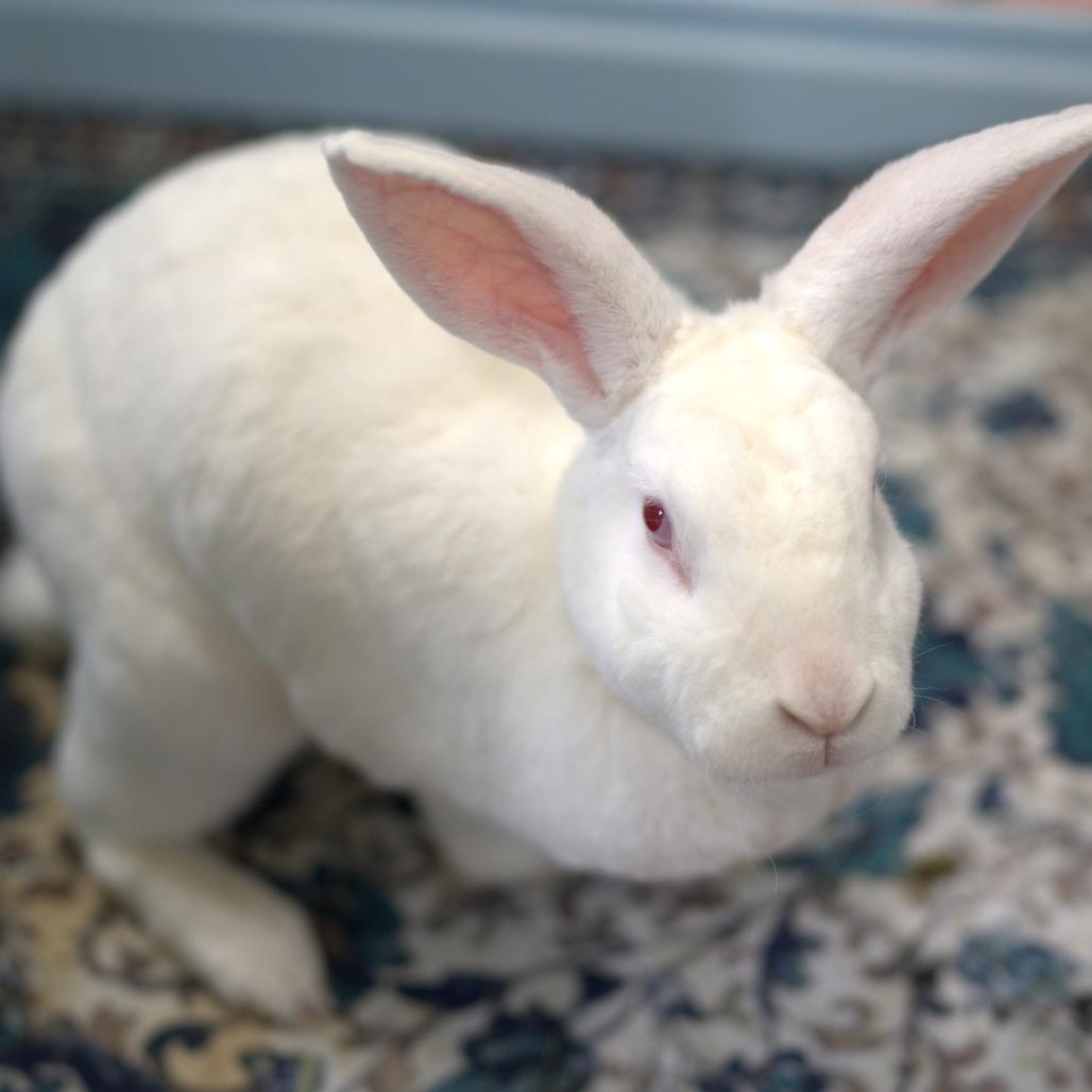 Enlarge Sugar (bonded to Cinnamon Spice), a Adoptable Rex in Hilliard , FL image 3/6