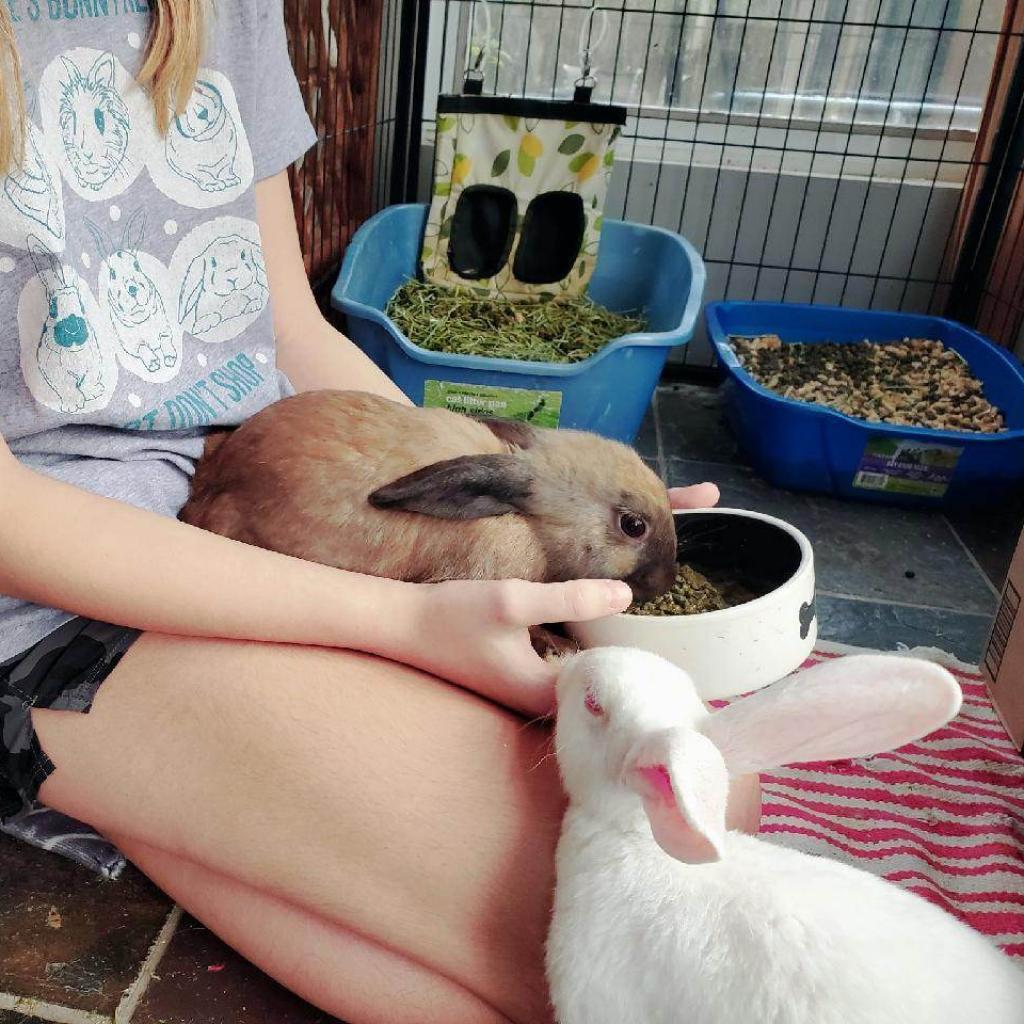 Sugar, a Adoptable Rex in Hilliard , FL image 3/5