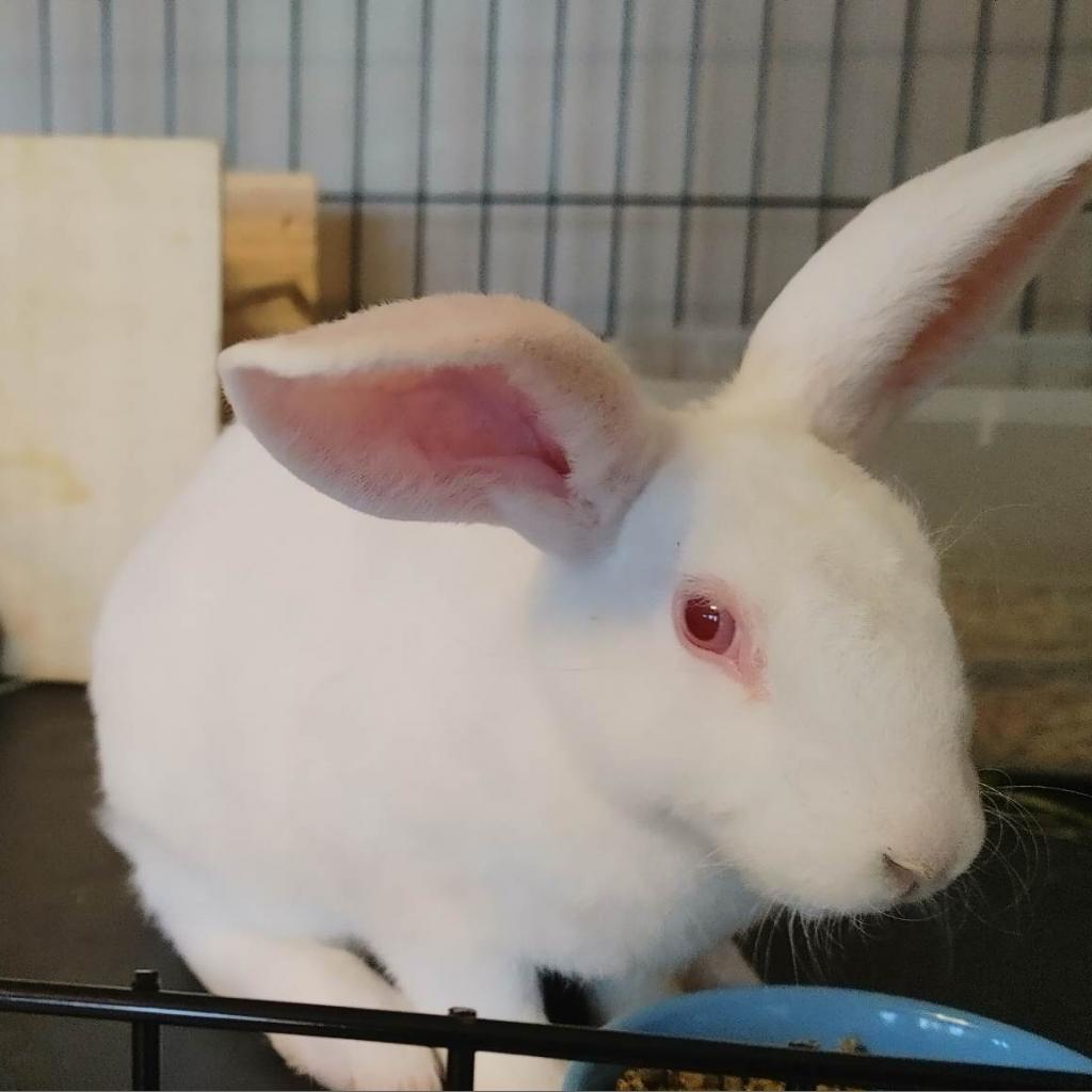 Sugar, a Adoptable Rex in Hilliard , FL image 4/5