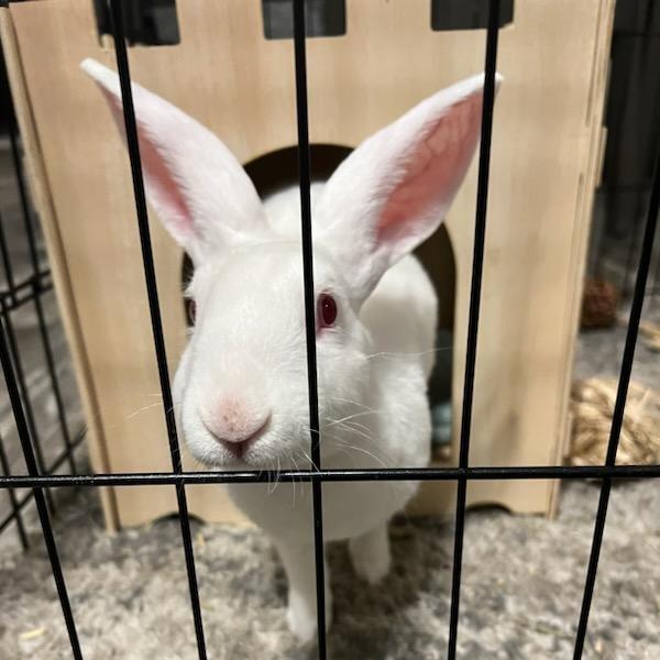 Sugar, a Adoptable Rex in Hilliard , FL image 5/5