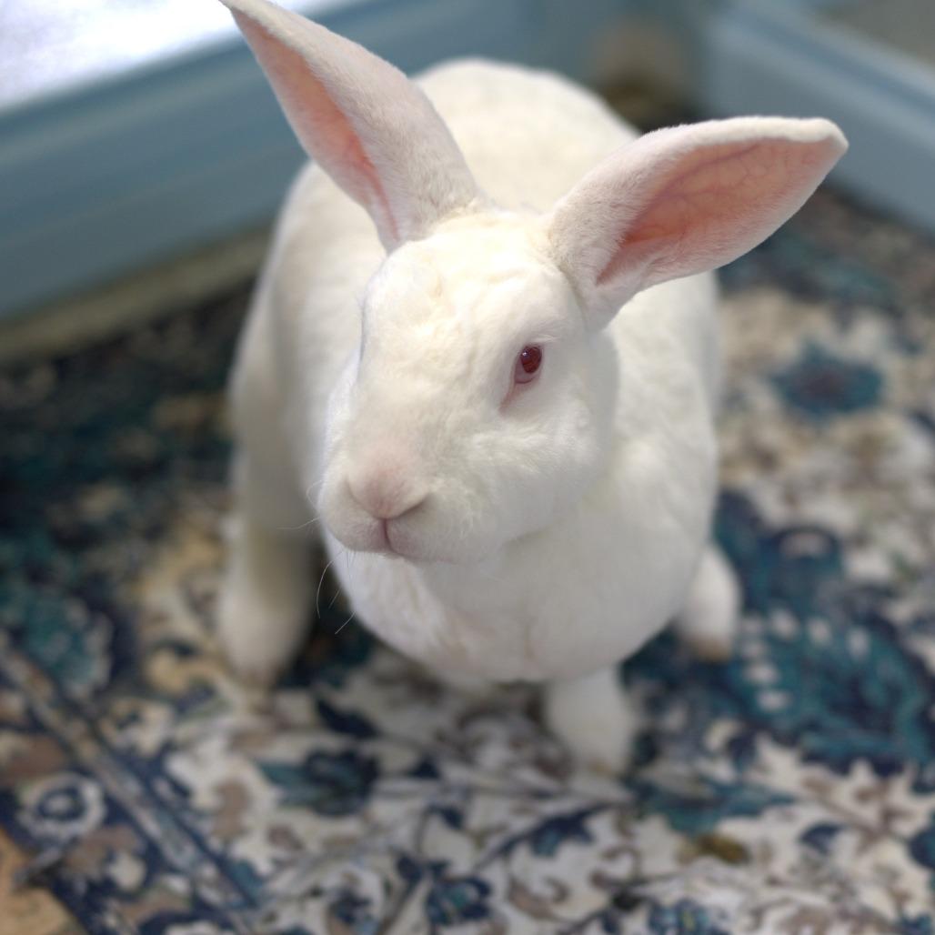 Enlarge Sugar (bonded to Cinnamon Spice), a Adoptable Rex in Hilliard , FL image 6/6