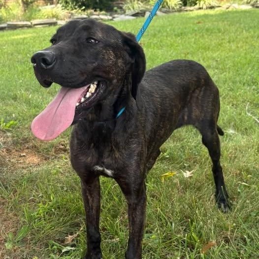 Memphis, Adoptable, Young Female Plott Hound.