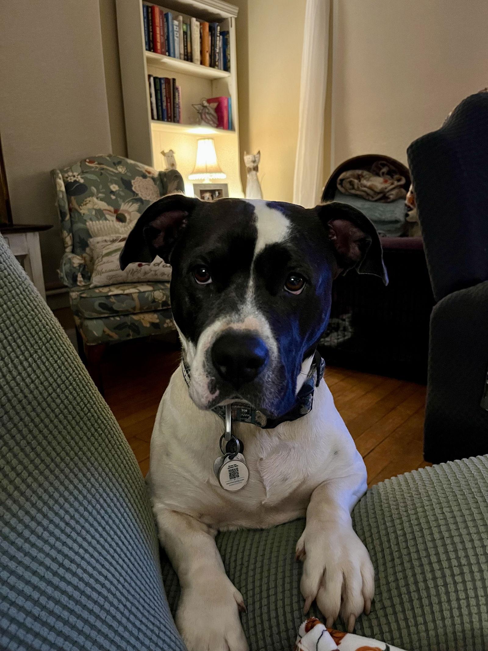 Sam, a Adopted mixed breed in Rural Hall, NC image 1/3