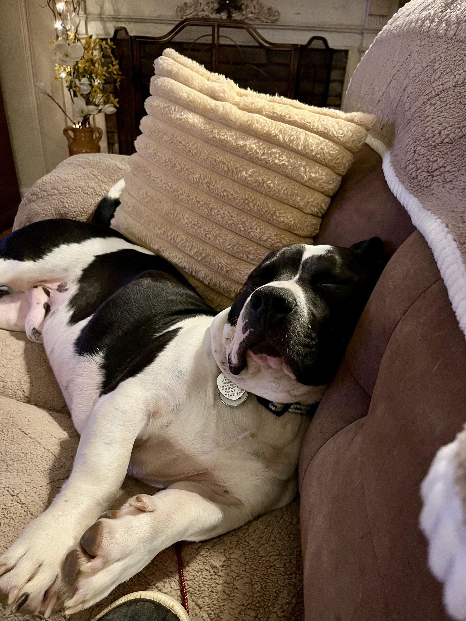 Sam, a Adopted mixed breed in Rural Hall, NC image 2/3