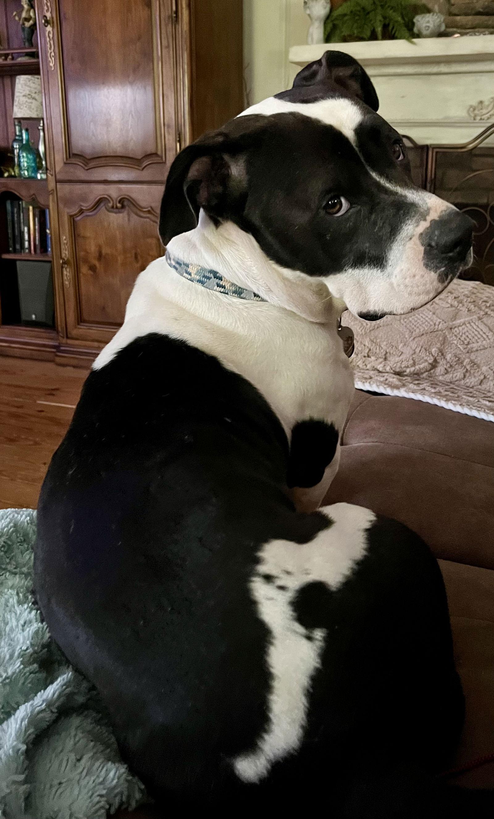 Sam, a Adopted mixed breed in Rural Hall, NC image 3/3