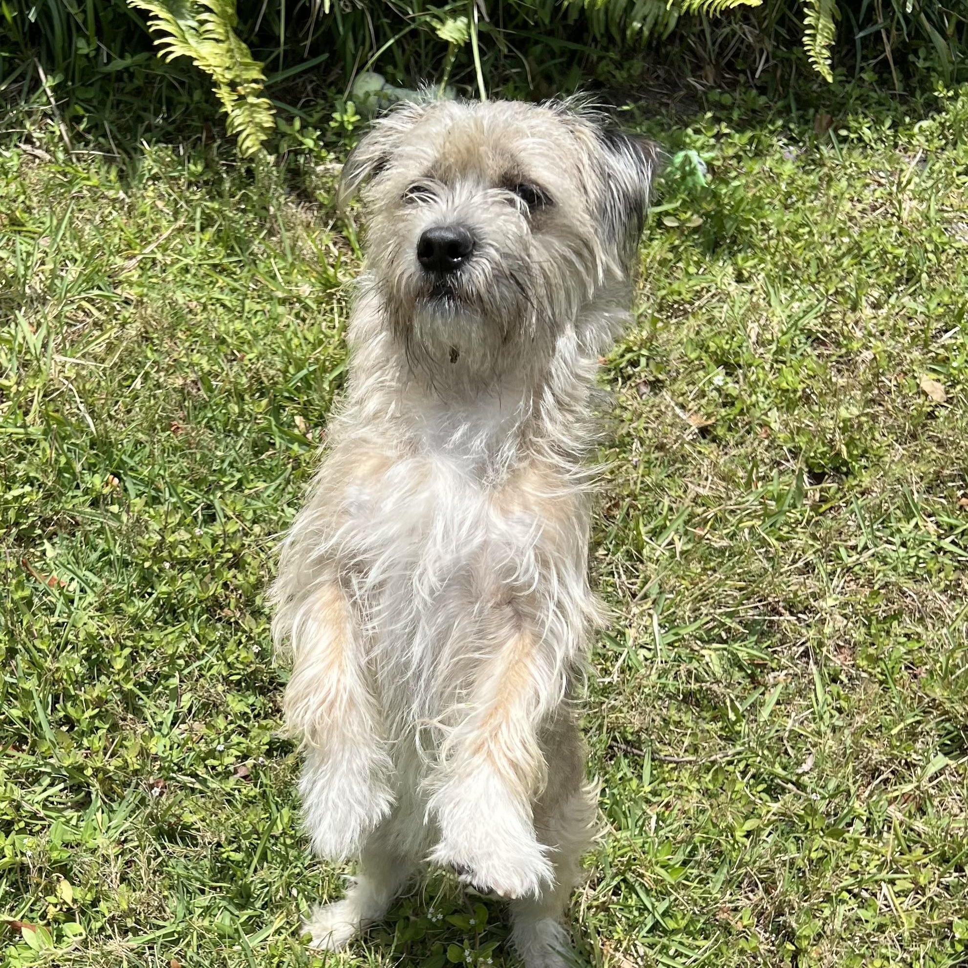 Frankie