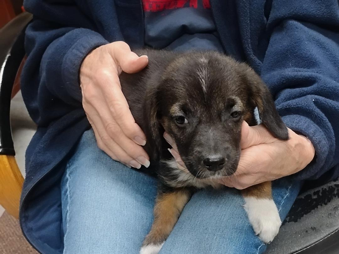 Enlarge Alvin, a ADOPTABLE mixed breed in Sulphur, OK image 2/4