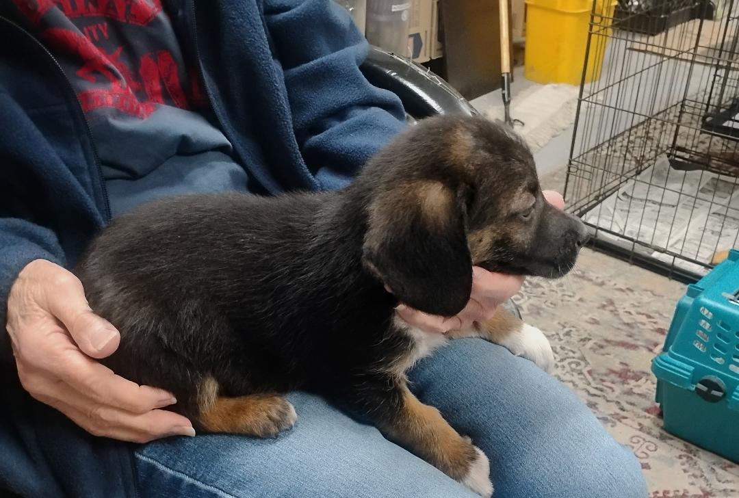 Enlarge Alvin, a ADOPTABLE mixed breed in Sulphur, OK image 4/4