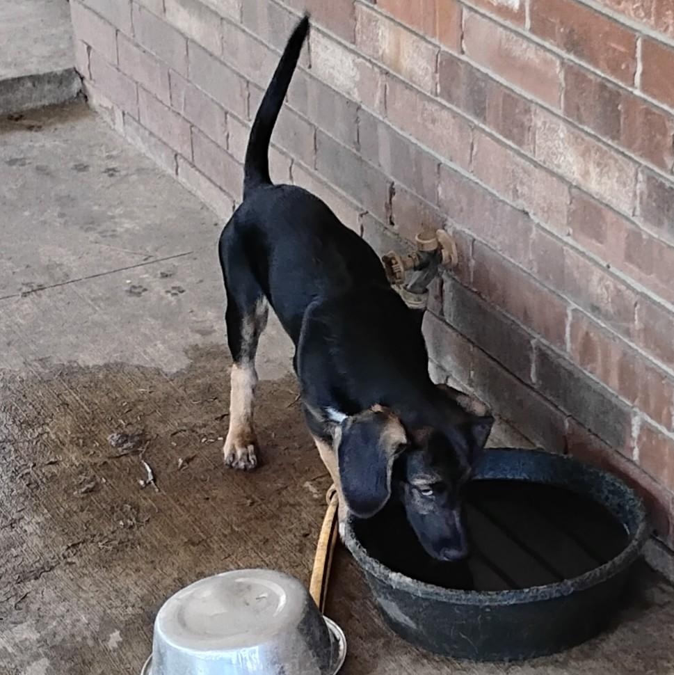 Enlarge Alvin adoption fee waived, a ADOPTABLE mixed breed in Sulphur, OK image 2/2