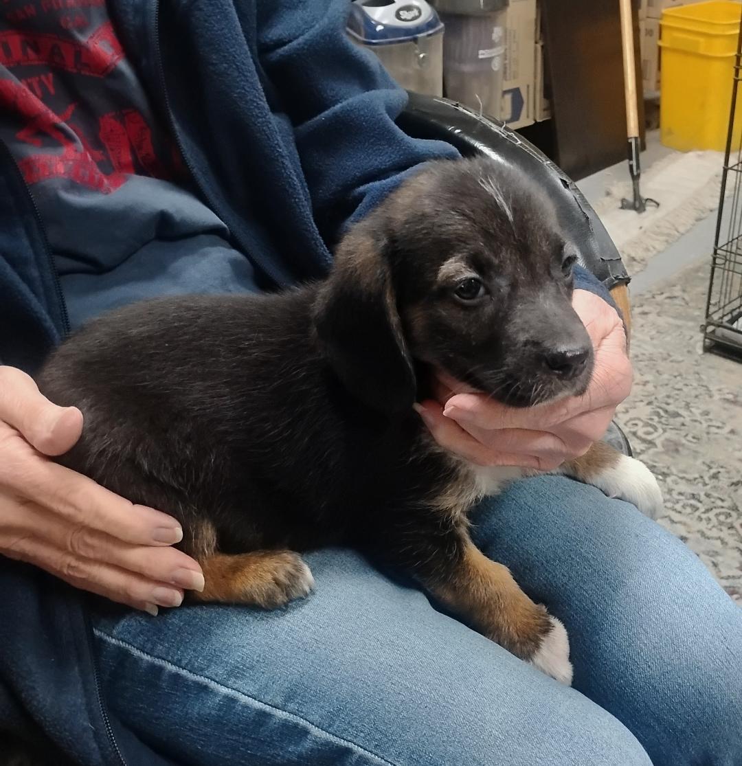 Alvin, ADOPTABLE, Puppy Male German Shepherd Dog & Basset Hound.