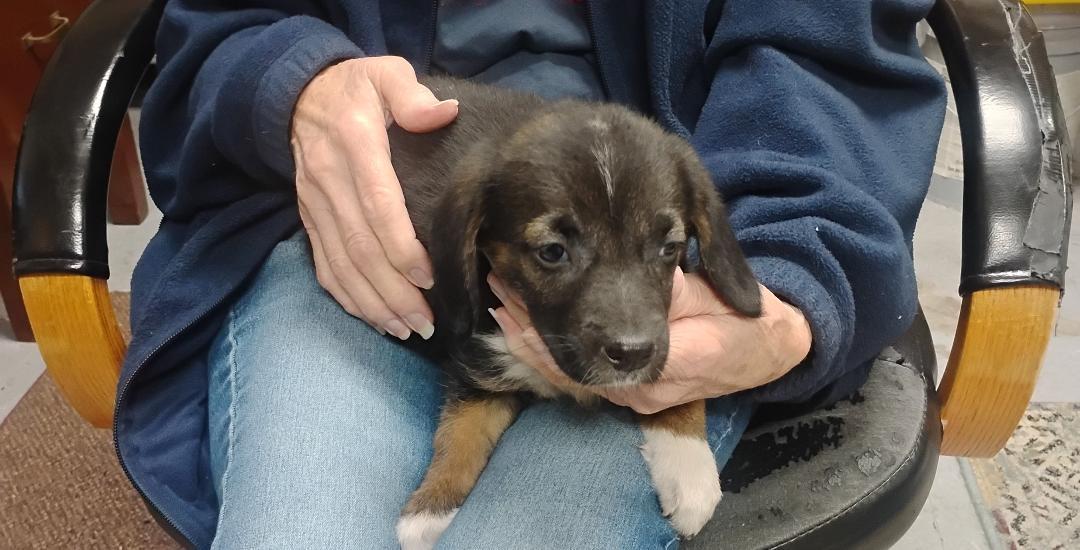 Enlarge Alvin, a ADOPTABLE mixed breed in Sulphur, OK image 3/4