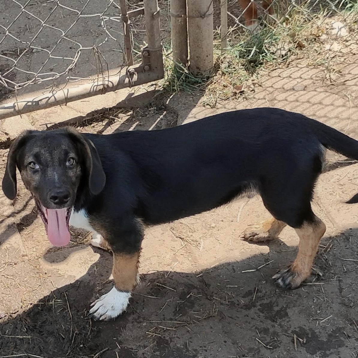 Alvin adoption fee waived, ADOPTABLE, Puppy Male German Shepherd Dog & Basset Hound.