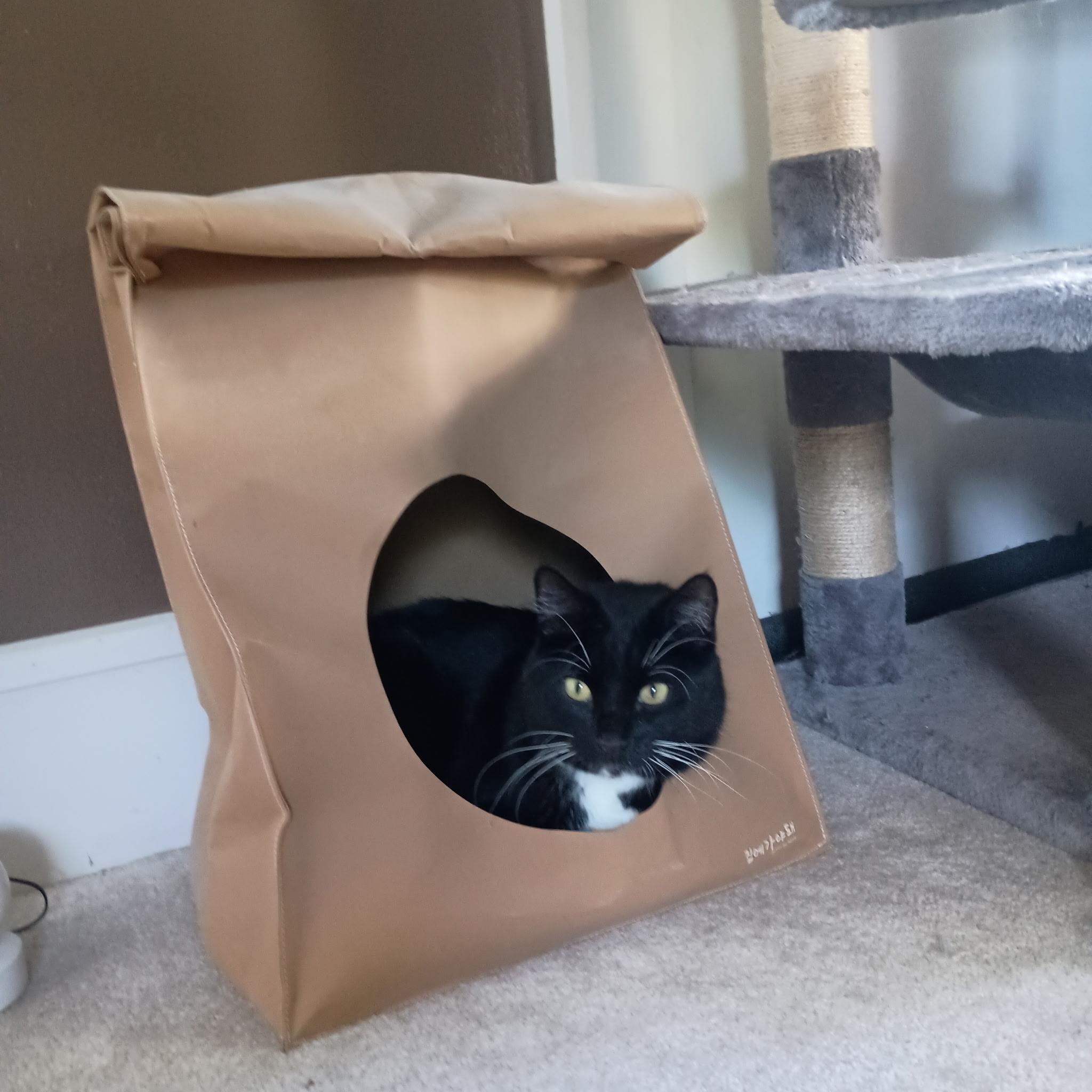 Enlarge Aspen (Remy), a ADOPTABLE Tuxedo in Minneapolis, MN image 3/3