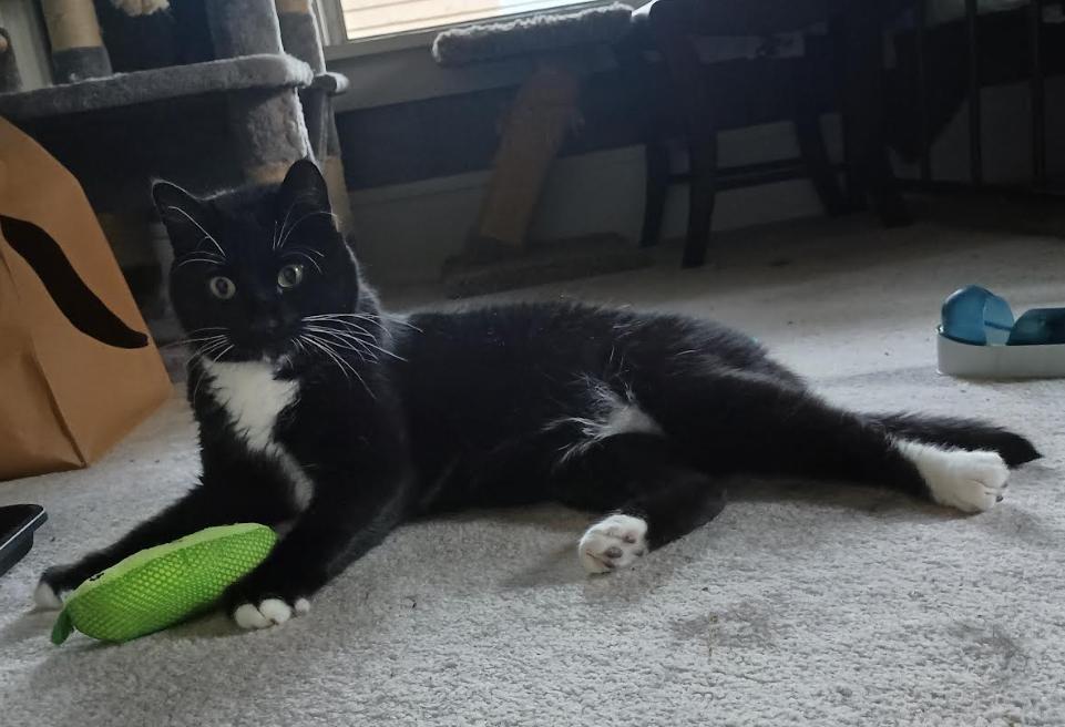 Enlarge Aspen (Remy), a ADOPTABLE Tuxedo in Minneapolis, MN image 2/3