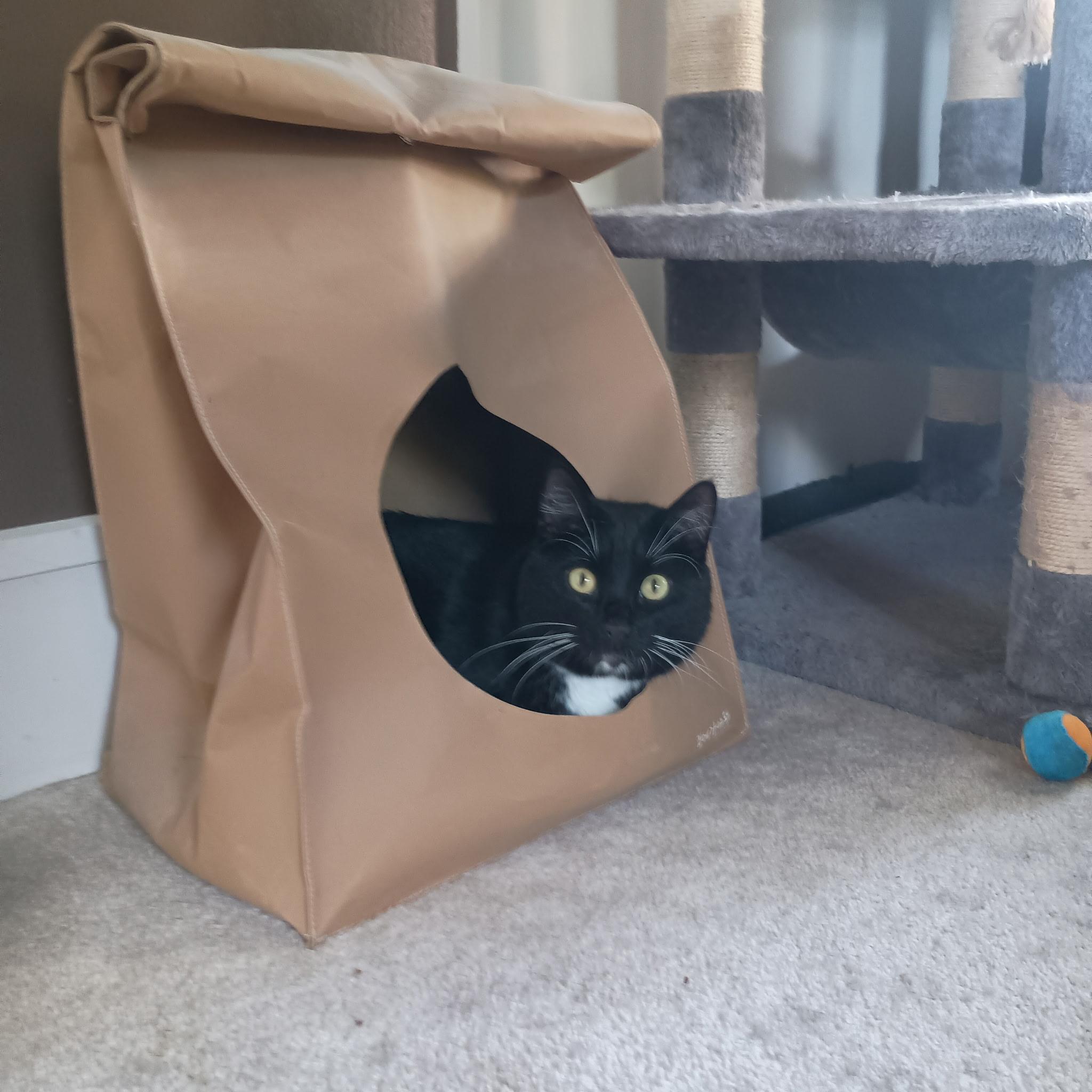 Enlarge Aspen (Remy), a ADOPTABLE Tuxedo in Minneapolis, MN image 1/3