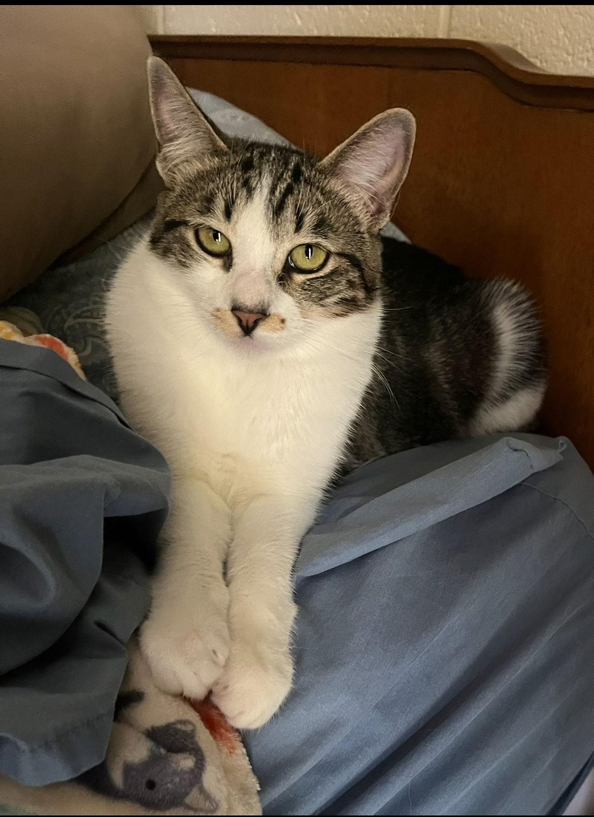 Enlarge Mela Bonded with Rosebud, a Adoptable mixed breed in Phoenix, AZ image 1/3