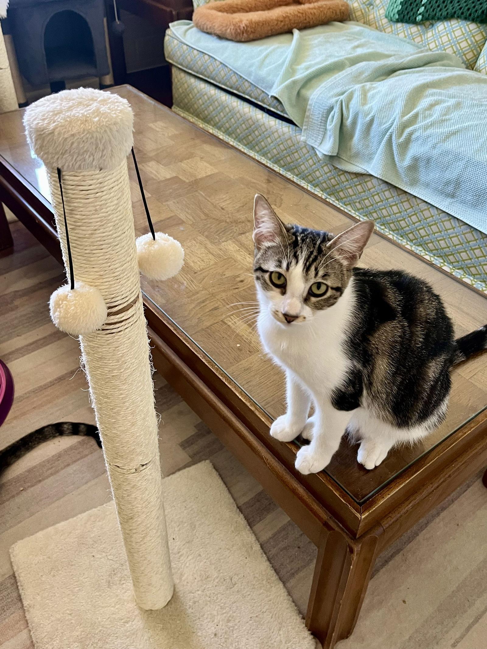 Mela, Adoptable, Young Female Tabby & Domestic Short Hair.