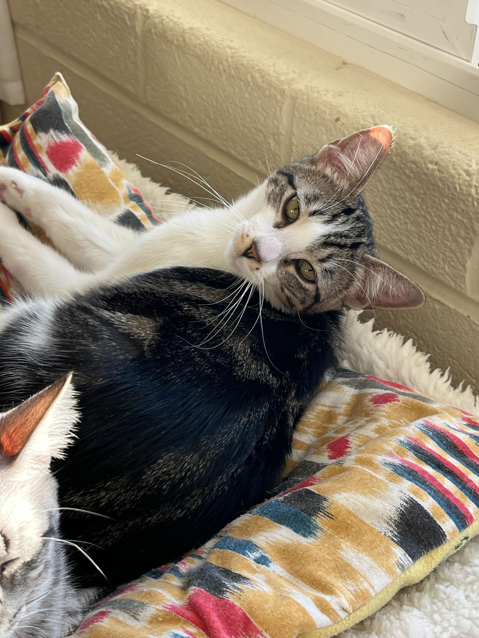 Mela, a Adoptable mixed breed in Phoenix, AZ image 2/3