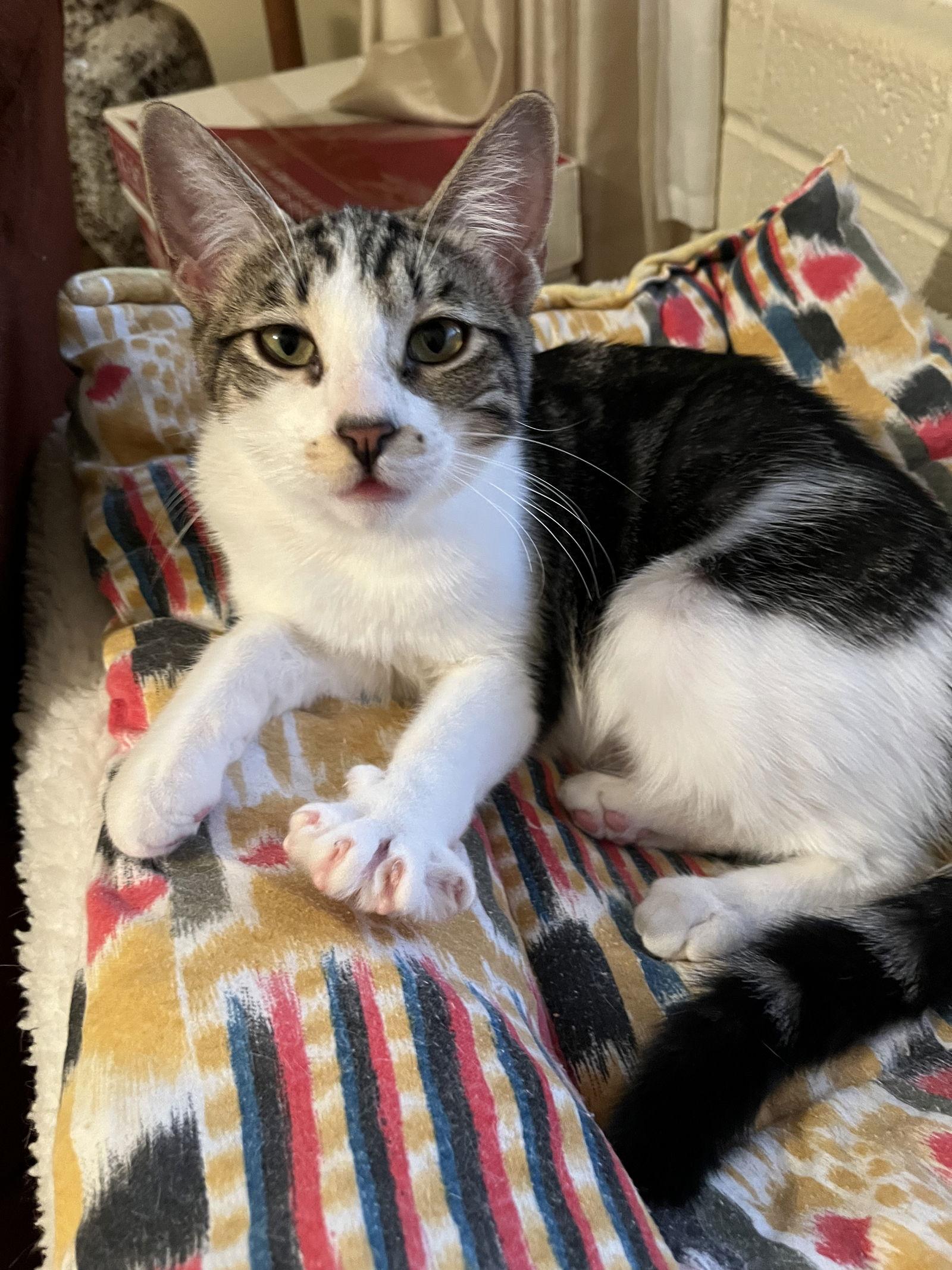 Mela, a Adoptable mixed breed in Phoenix, AZ image 3/3