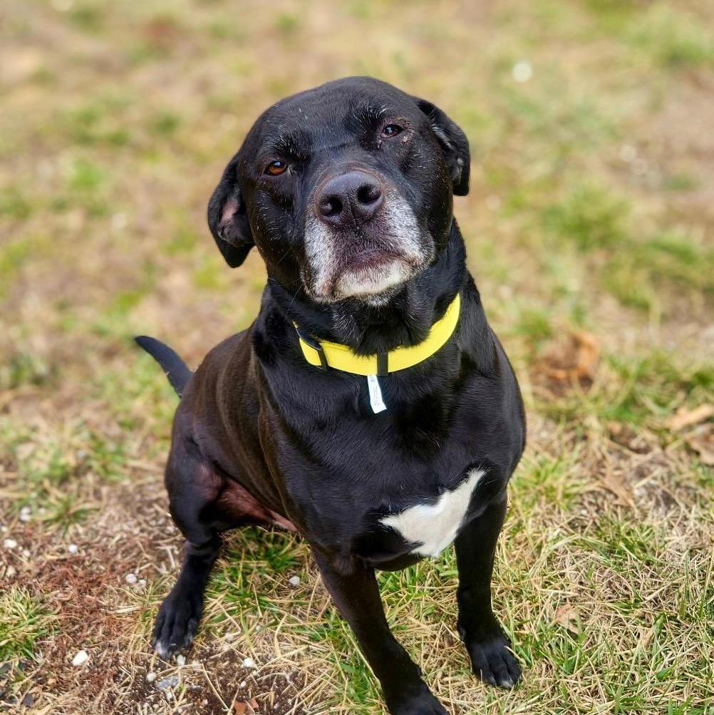 Enlarge Max, a ADOPTABLE mixed breed in Henderson, KY image 1/1