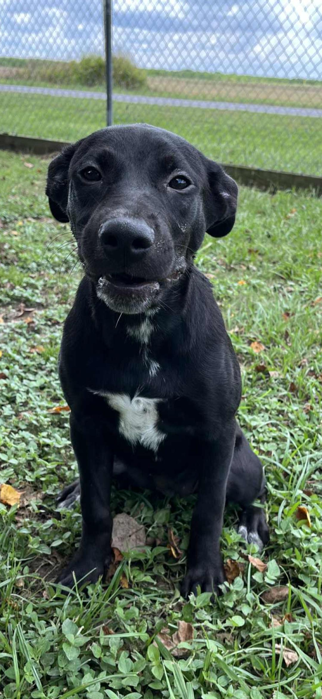 Enlarge Star, a Adoptable Black Labrador Retriever in Kaplan, LA image 1/1