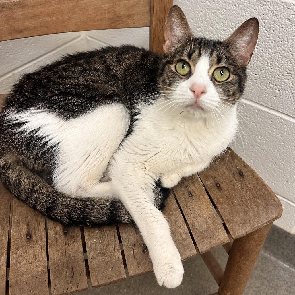 Bernard, a Adoptable Domestic Short Hair in Rocky Mount, VA image 1/5