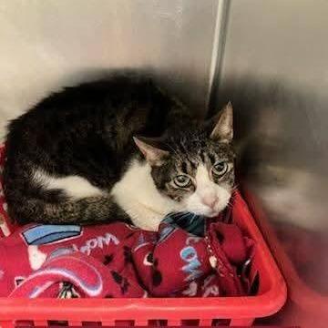 Bernard, a Adoptable Domestic Short Hair in Rocky Mount, VA image 2/5