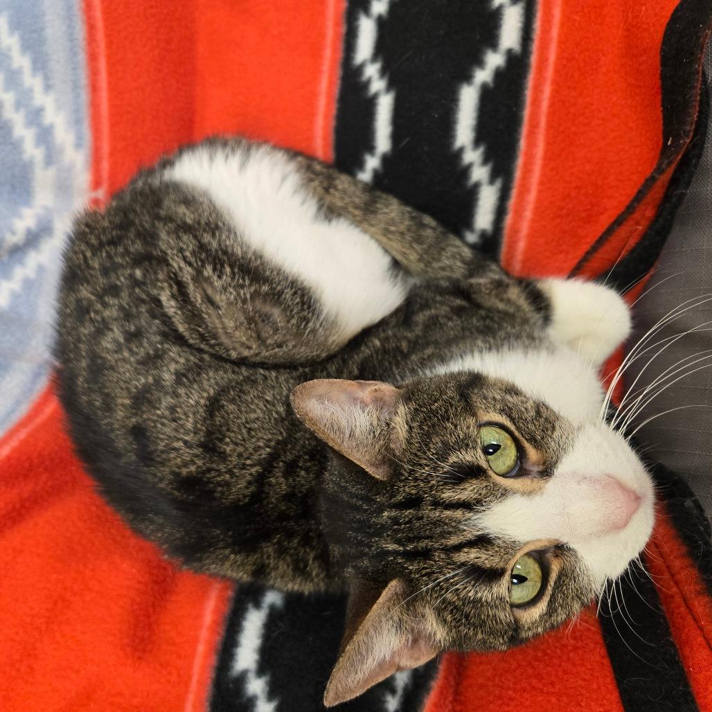 Bernard, a Adoptable Domestic Short Hair in Rocky Mount, VA image 3/5