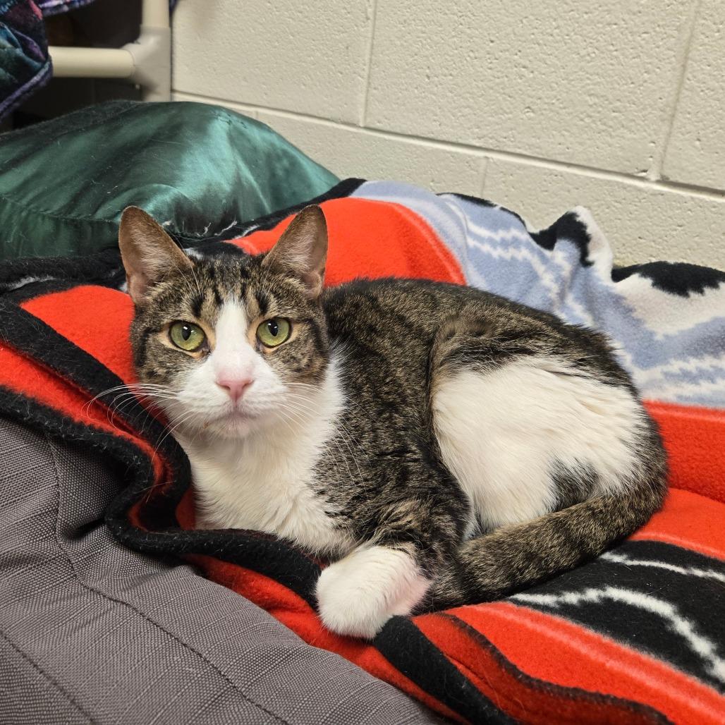 Bernard, a Adoptable Domestic Short Hair in Rocky Mount, VA image 4/5