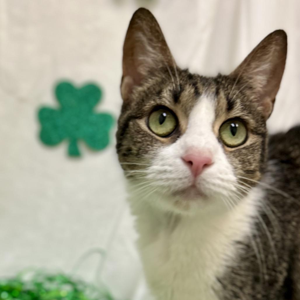 Bernard, a Adoptable Domestic Short Hair in Rocky Mount, VA image 5/5