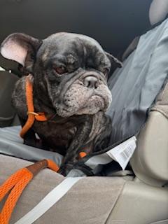 Enlarge Beatrix, a Adopted mixed breed in Mesa, AZ image 2/6