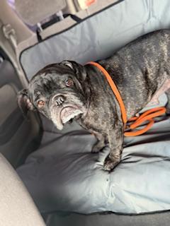 Enlarge Beatrix, a Adopted mixed breed in Mesa, AZ image 3/6