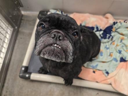 Enlarge Beatrix, a Adopted mixed breed in Mesa, AZ image 5/6