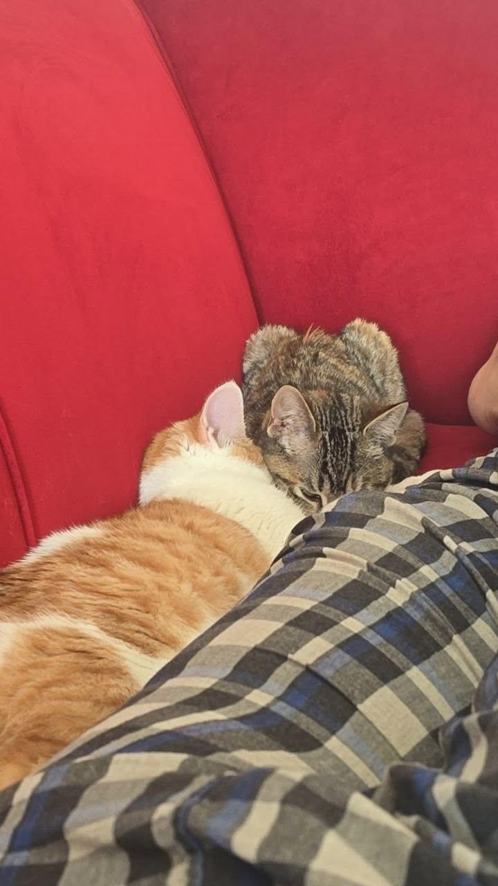 Enlarge Miunaz (sweet, gentle, cuddle bug, playful), an adoptable mixed breed in San Jose, CA image 2/4