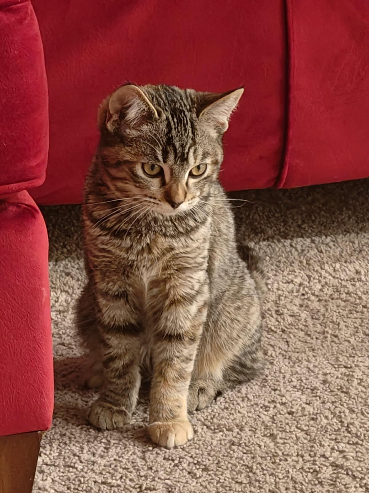 Miunaz (sweet, gentle, cuddle bug, playful), adoptable, Young Male Tabby.