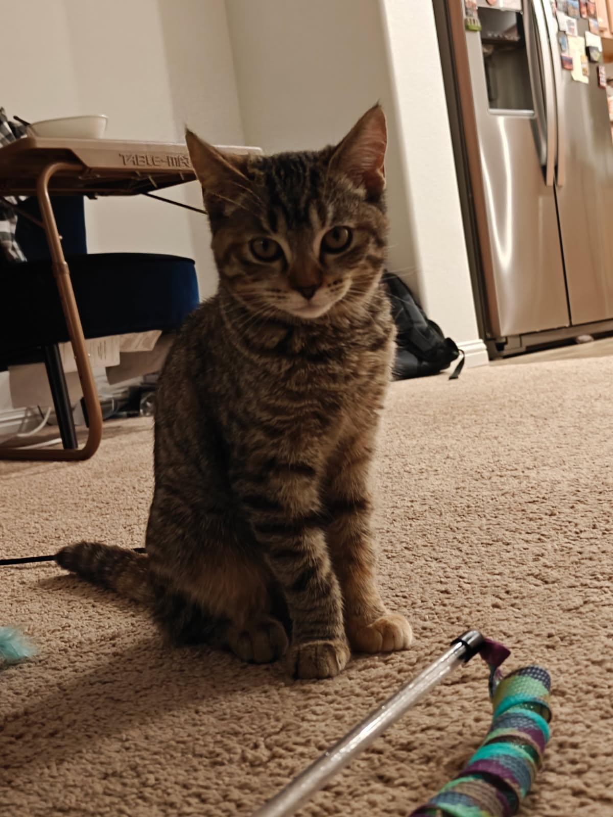 Enlarge Miunaz (sweet, gentle, cuddle bug, playful), an adoptable mixed breed in San Jose, CA image 4/4