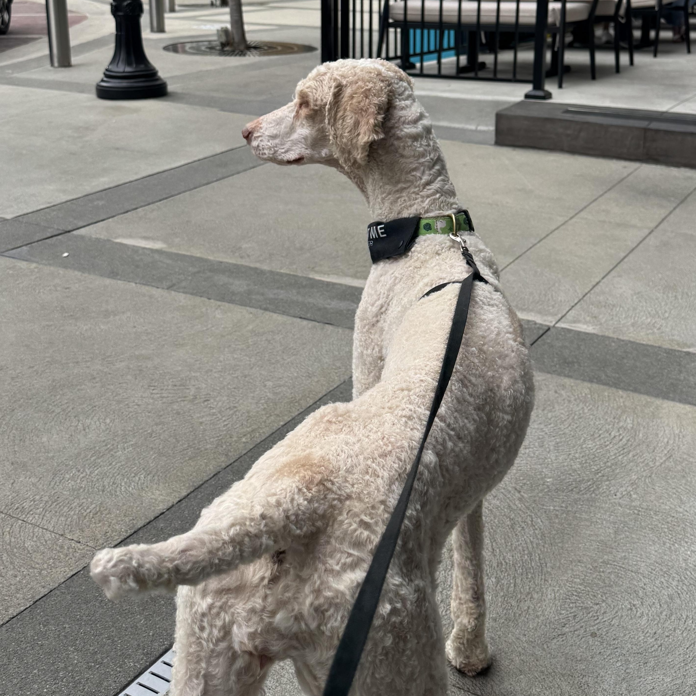 Baylor, a ADOPTABLE Standard Poodle in Charlotte, NC image 3/3