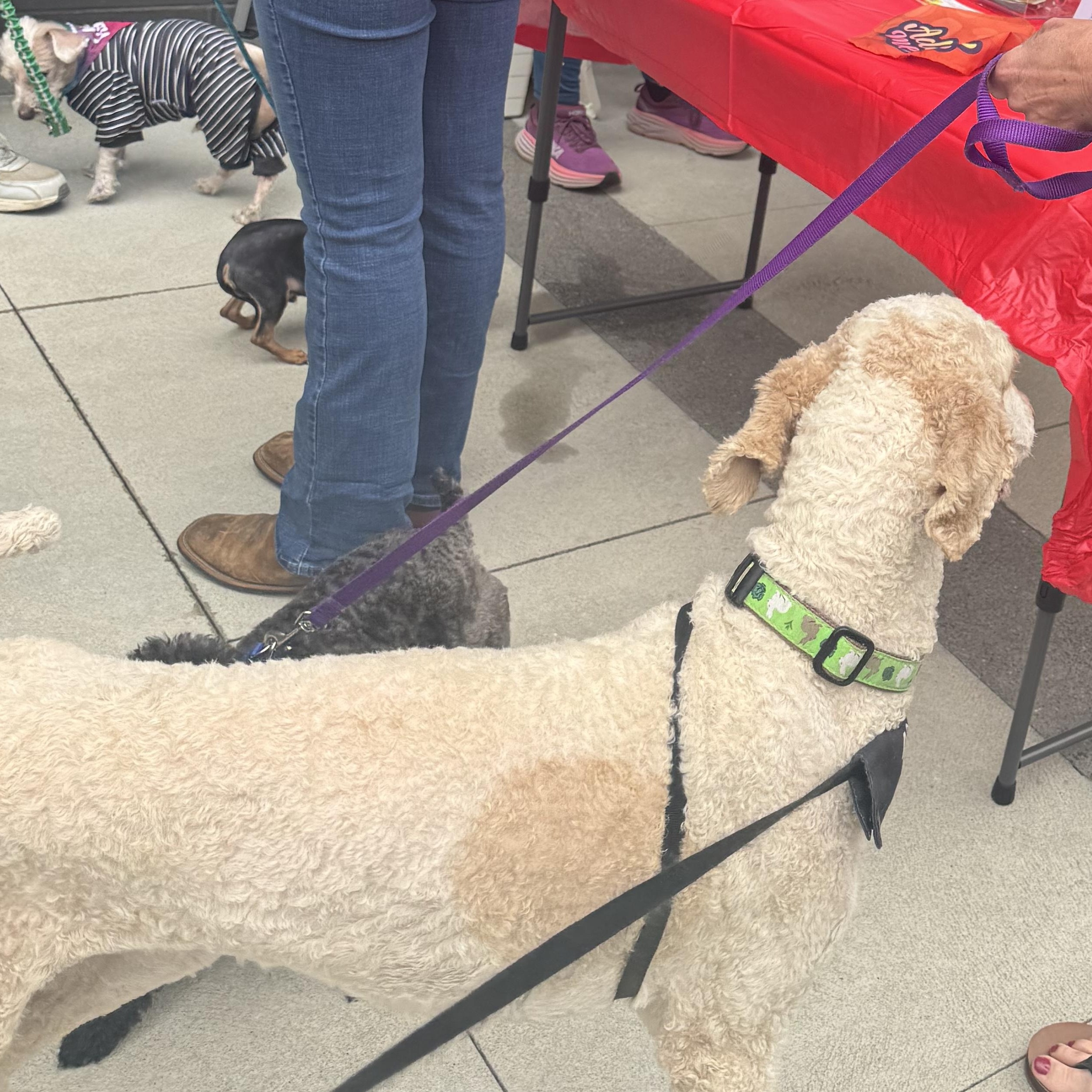 Baylor, a ADOPTABLE Standard Poodle in Charlotte, NC image 2/3