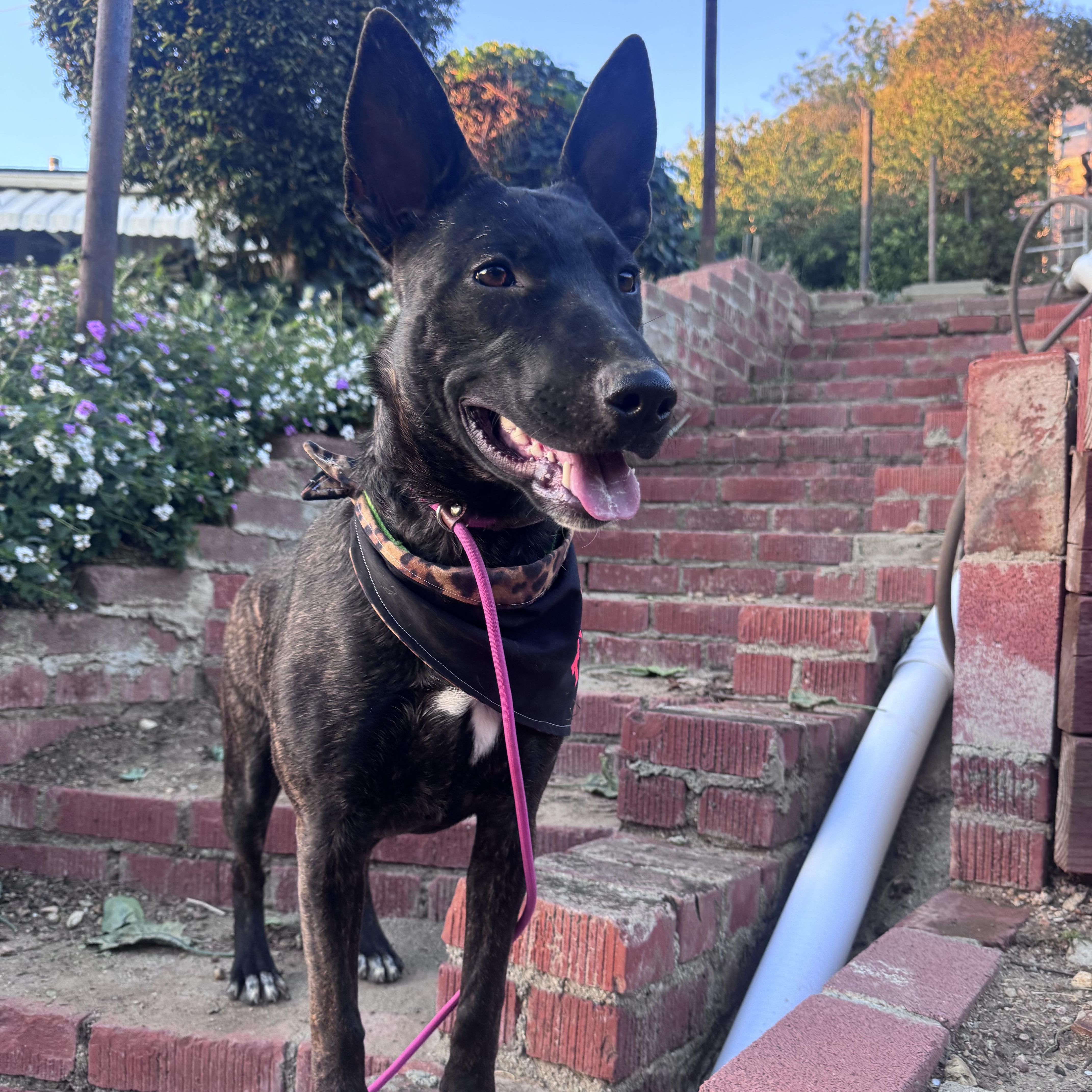 Enlarge Arya, a Adoptable mixed breed in Whittier, CA image 4/4