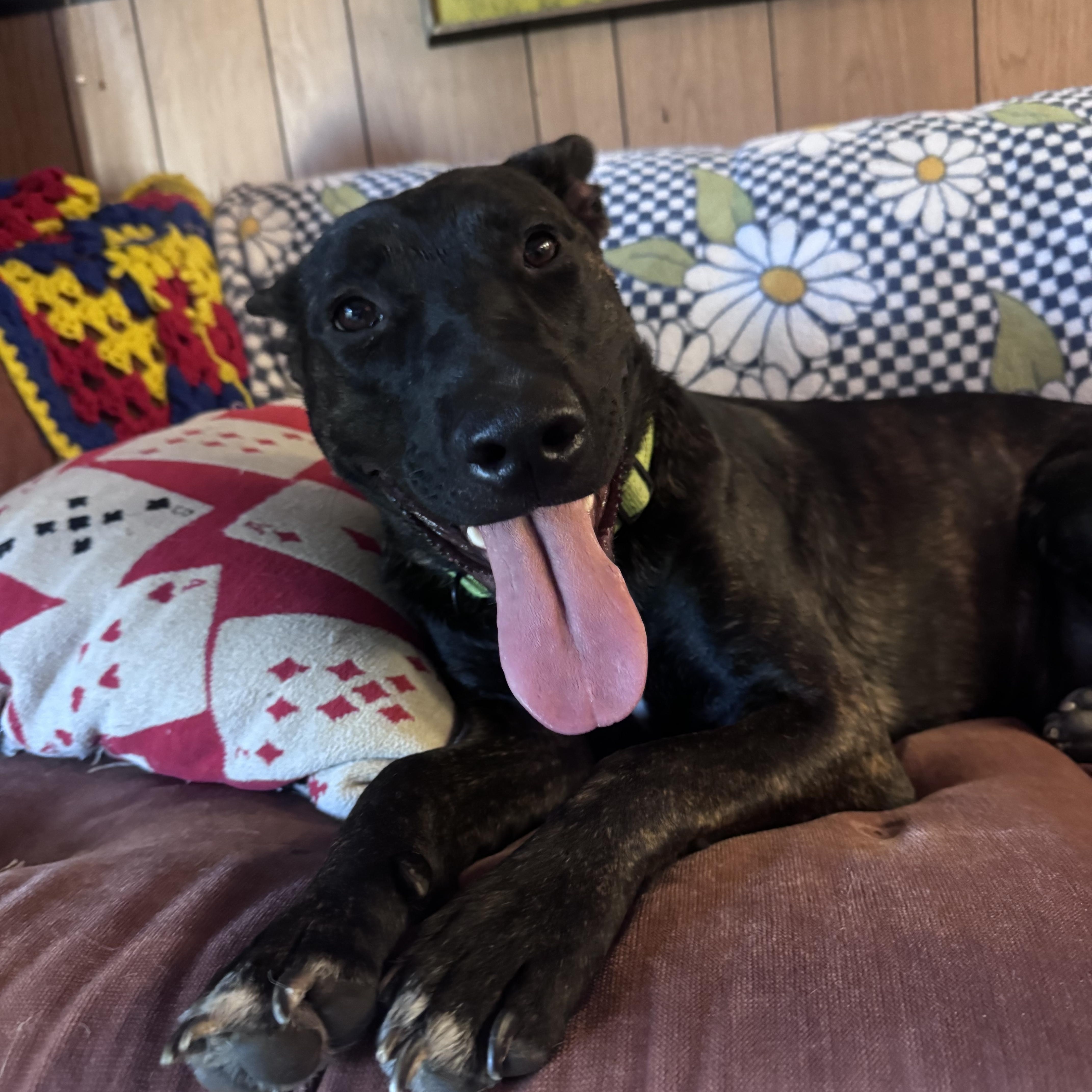 Arya, Adoptable, Young Female Bull Terrier & Dutch Shepherd.