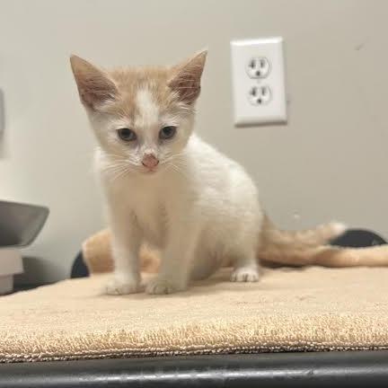 STRAY KITTEN "Penny", Adoptable, Kitten Female Domestic Short Hair.
