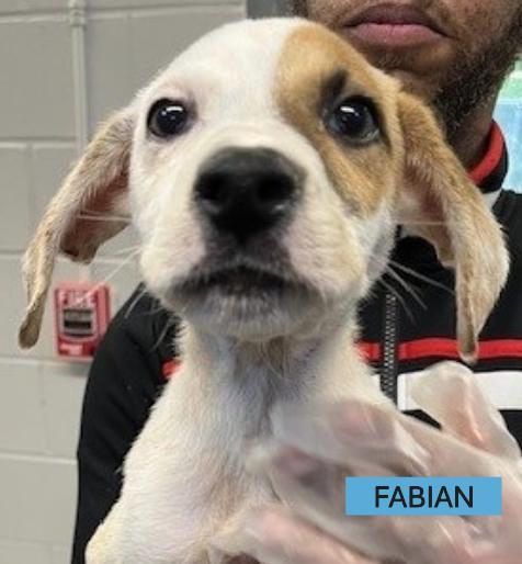 Fabian *foster needed* Boxer Dog