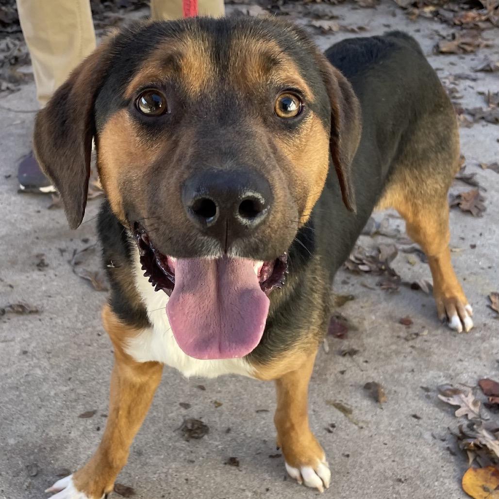 Howlix 25-1739, Adoptable, Young Male Hound.